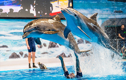 Dubai Dolphinarium